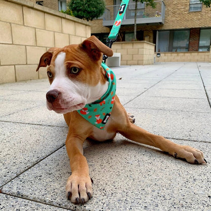 Inquisitive Fox Cooling Bandana - Pet Supplier Store