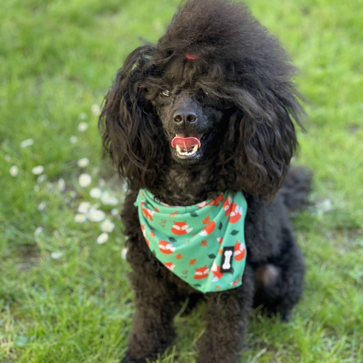 Inquisitive Fox Cooling Bandana - Pet Supplier Store