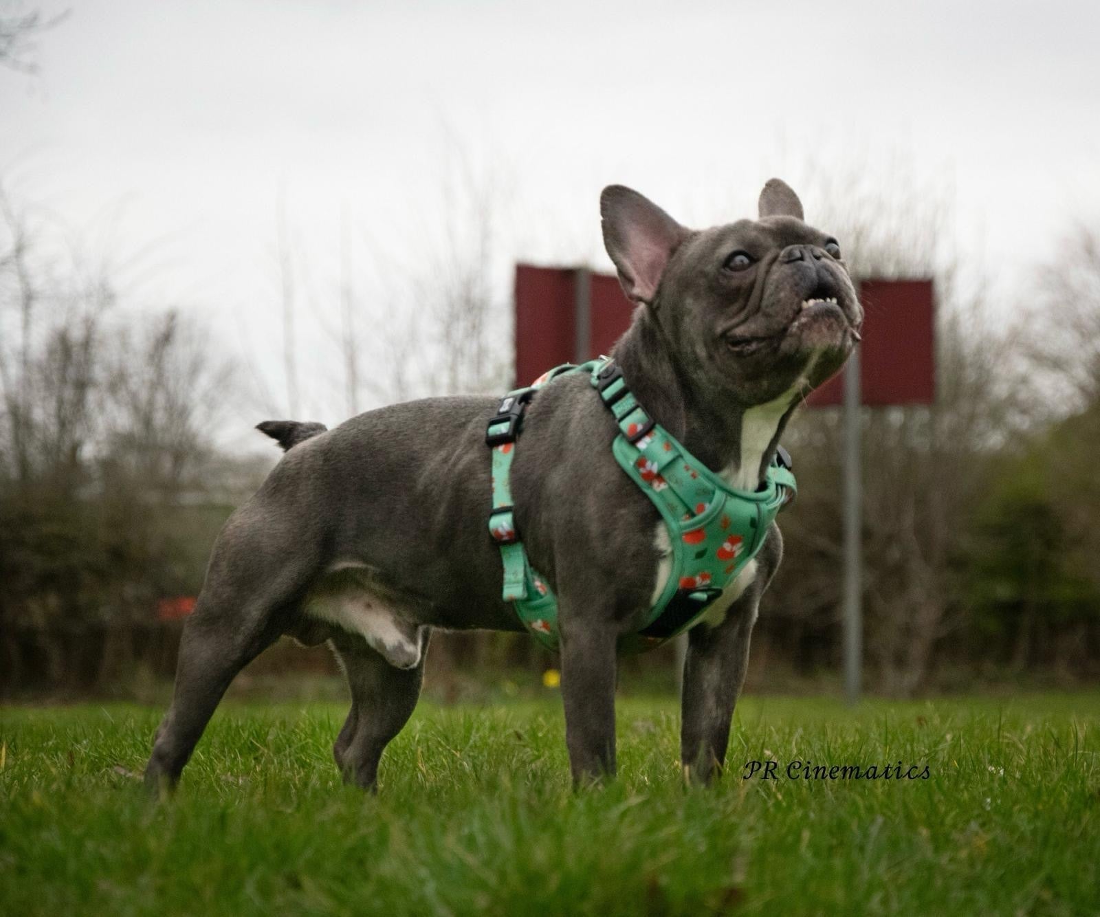 Inquisitive Fox No Pull Tactical Dog Harness – Green Fox Print, Adjustable, Step-In (XS-XL) - Pet Supplier Store