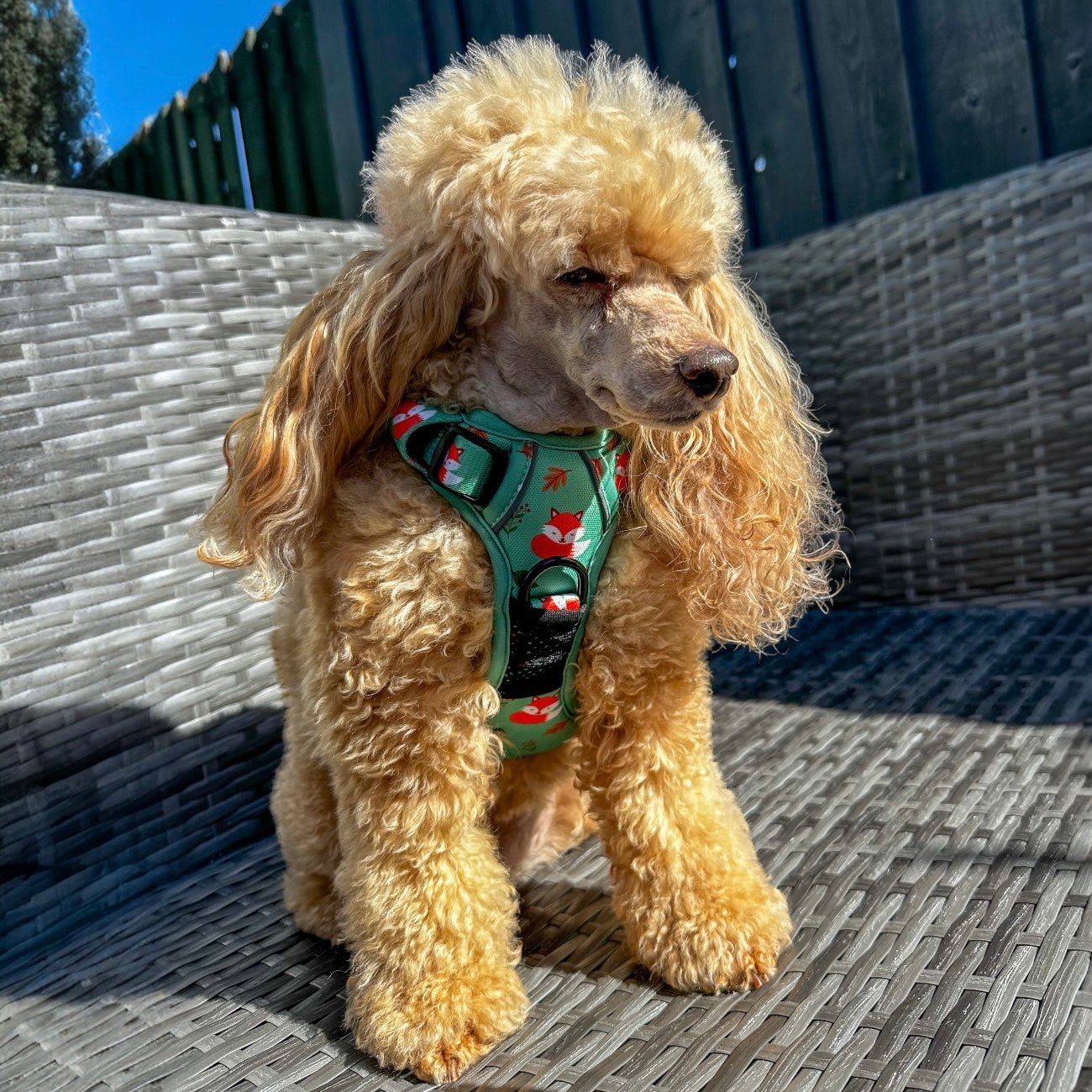 Inquisitive Fox No Pull Tactical Dog Harness – Green Fox Print, Adjustable, Step-In (XS-XL) - Pet Supplier Store