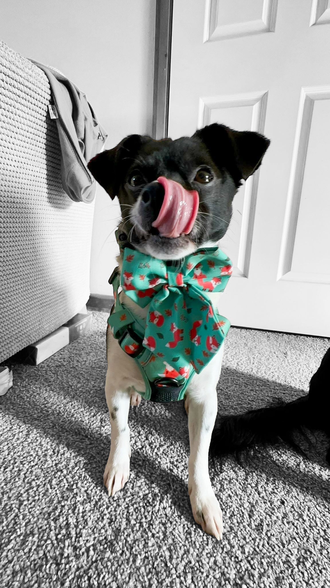 Inquisitive Fox Sailor Bow Tie for Dog - Pet Supplier Store