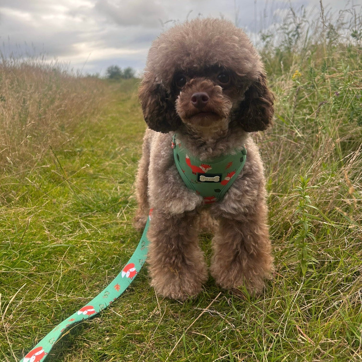 Inquisitive Fox XXS Puppy Harness – Lightweight, Adjustable & Adorably Foxy 🦊 - Pet Supplier Store