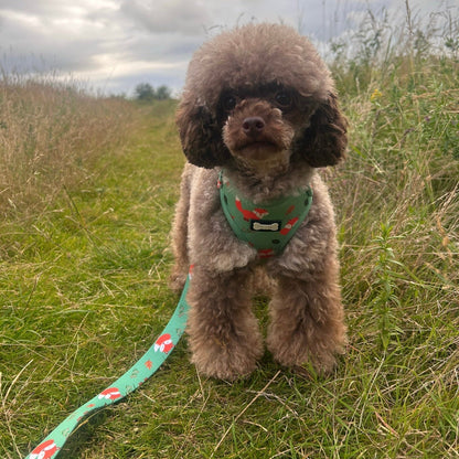 Inquisitive Fox XXS Puppy Harness – Lightweight, Adjustable & Adorably Foxy 🦊 - Pet Supplier Store