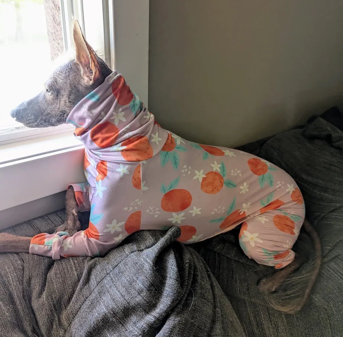 Jersey Suit - Peaches - Pet Supplier Store