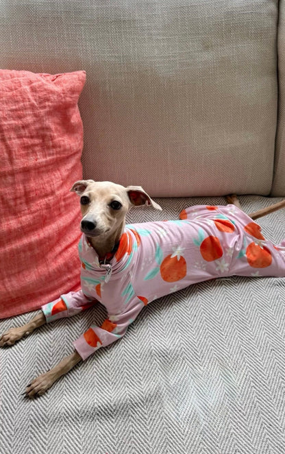 Jersey Suit - Peaches - Pet Supplier Store