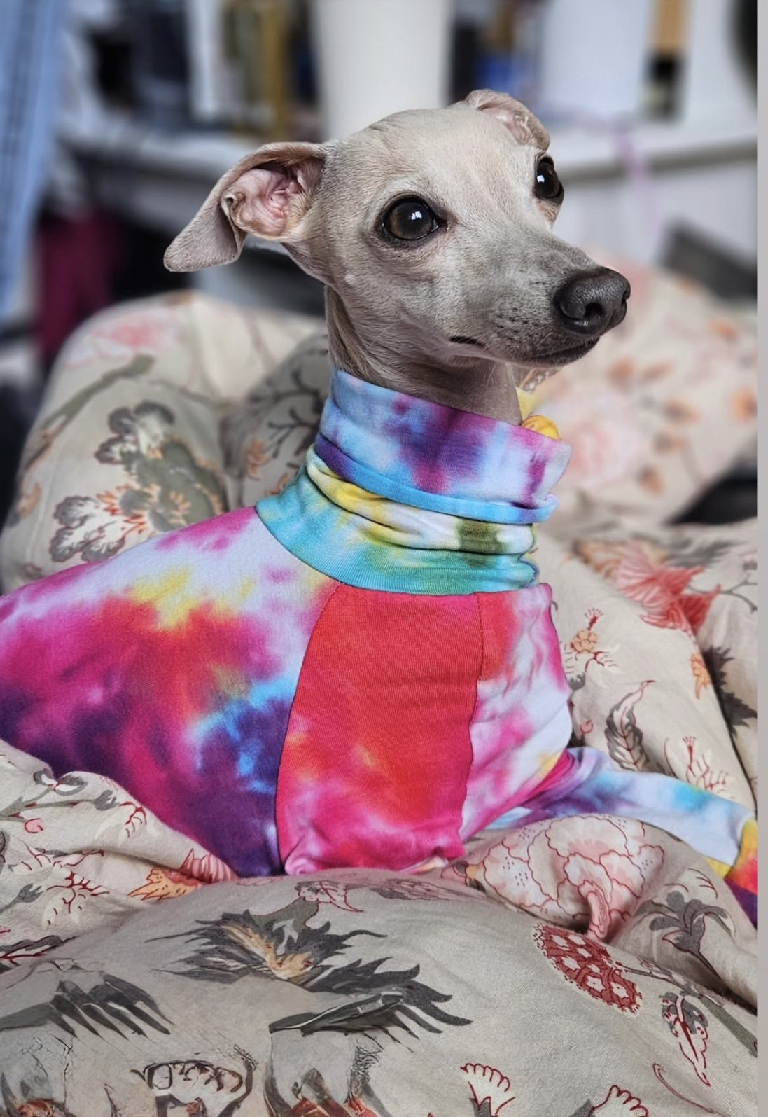 Jersey Suit - Rainbow Tie Dye - Pet Supplier Store