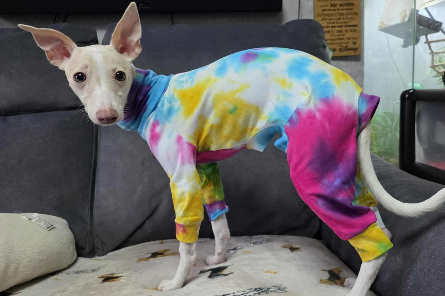 Jersey Suit - Rainbow Tie Dye - Pet Supplier Store
