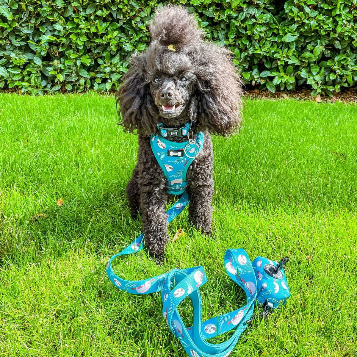 Lazy Sloth Collar - Pet Supplier Store