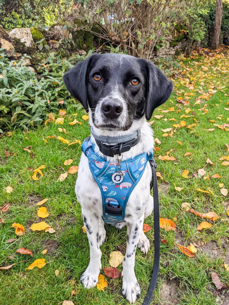 Lazy Sloth No Pull Tactical Dog Harness – Blue Teal Sloth Print, Adjustable, Step-In (Small-XL) 🦥 - Pet Supplier Store