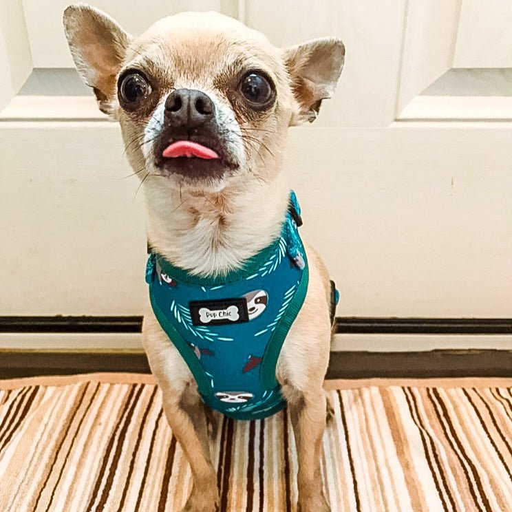Lazy Sloth Puppy Harness – XXS Size for Tiny Breeds 🦥💚 - Pet Supplier Store