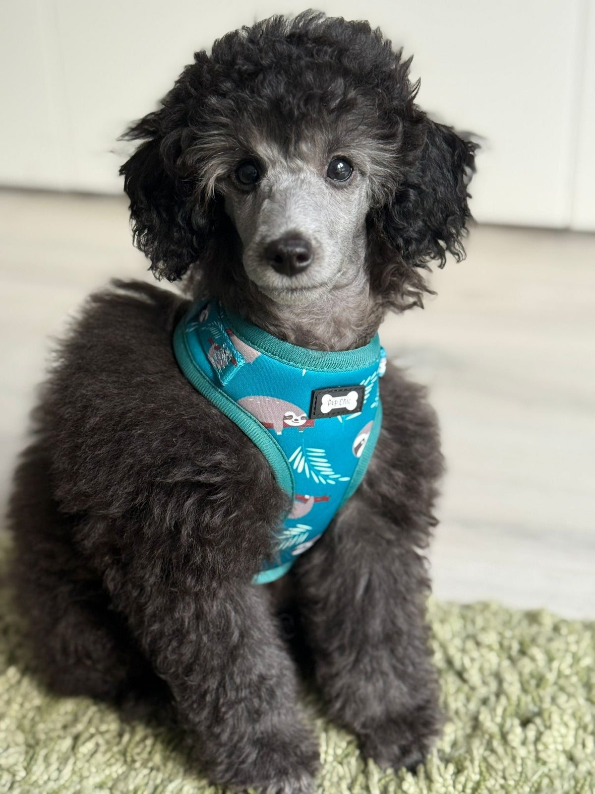 Lazy Sloth Puppy Harness – XXS Size for Tiny Breeds 🦥💚 - Pet Supplier Store