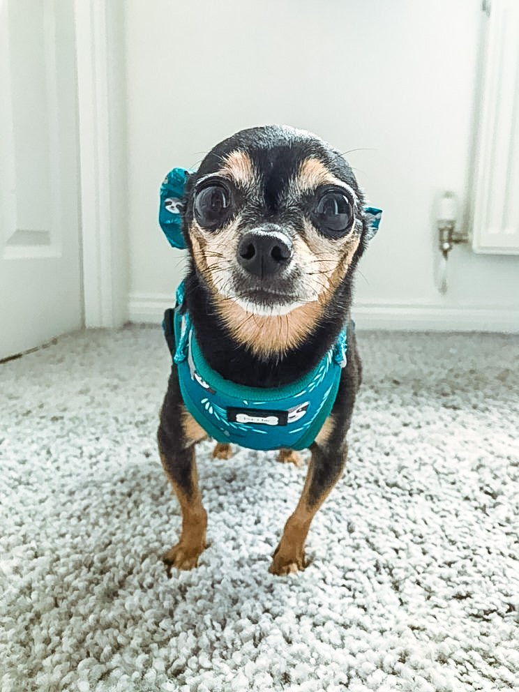 Lazy Sloth Puppy Harness – XXS Size for Tiny Breeds 🦥💚 - Pet Supplier Store