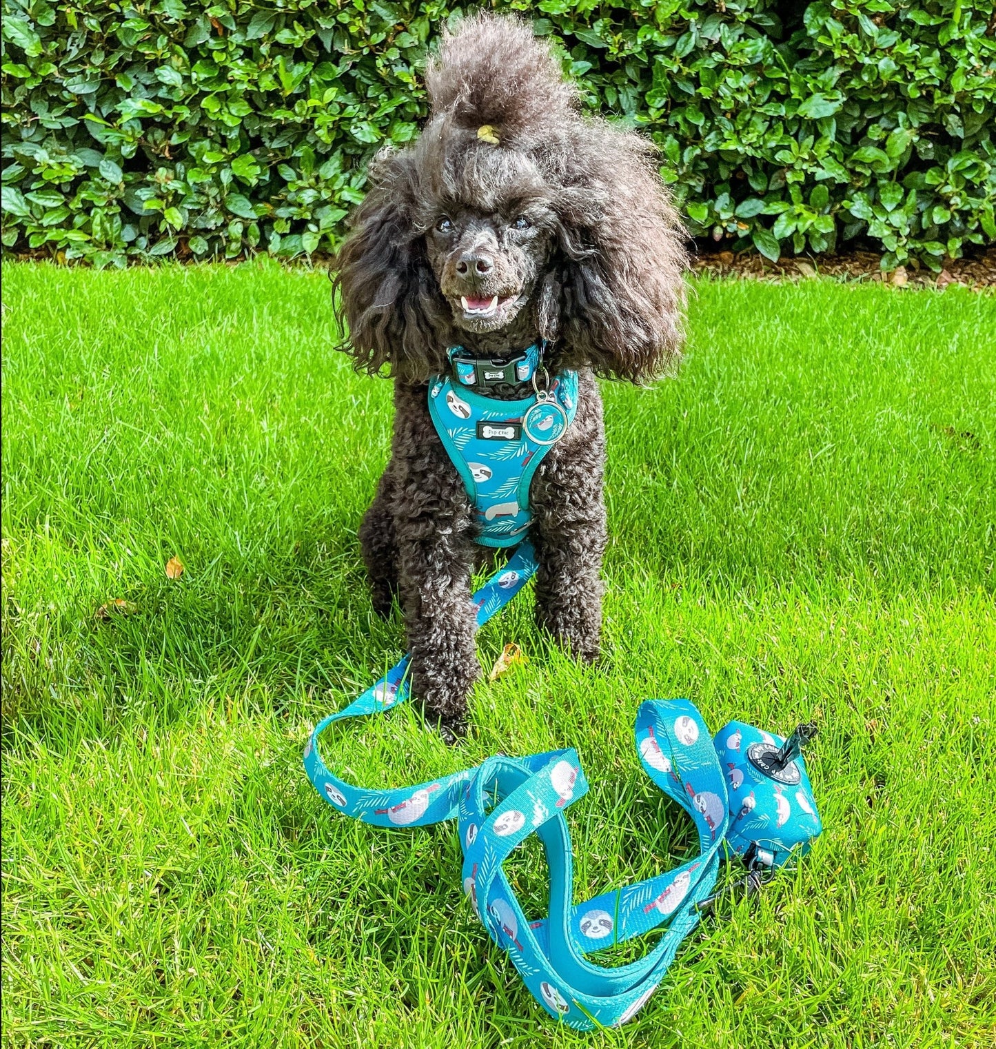 Lazy Sloth Puppy Harness – XXS Size for Tiny Breeds 🦥💚 - Pet Supplier Store