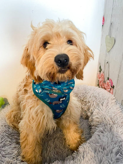 Lazy Sloth Puppy Harness – XXS Size for Tiny Breeds 🦥💚 - Pet Supplier Store