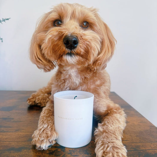 “Lets get Fizzical” - Clean Burn Essential Oil Candle - Pet Supplier Store