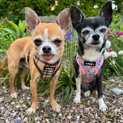 Luxury Brown Tartan Harness by My Pup and Me - Pet Supplier Store