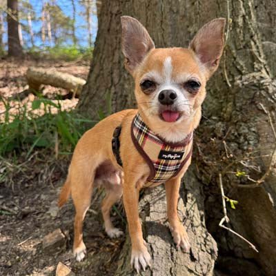 Luxury Brown Tartan Harness by My Pup and Me - Pet Supplier Store