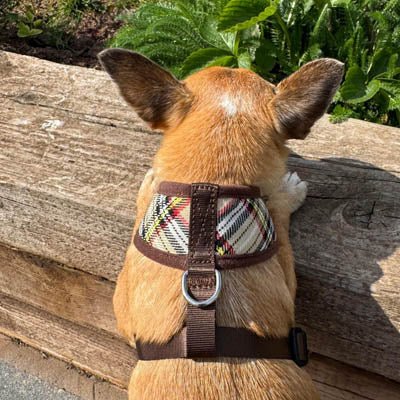 Luxury Brown Tartan Harness by My Pup and Me - Pet Supplier Store