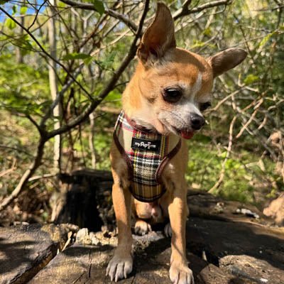 Luxury Brown Tartan Harness by My Pup and Me - Pet Supplier Store