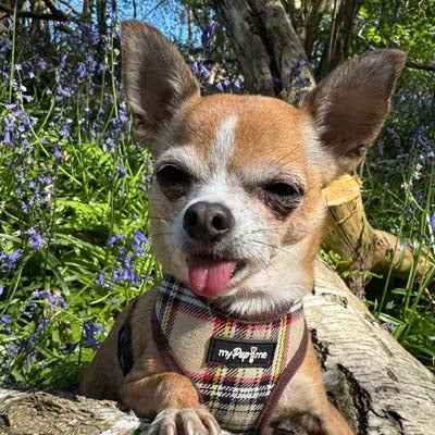 Luxury Brown Tartan Harness by My Pup and Me - Pet Supplier Store