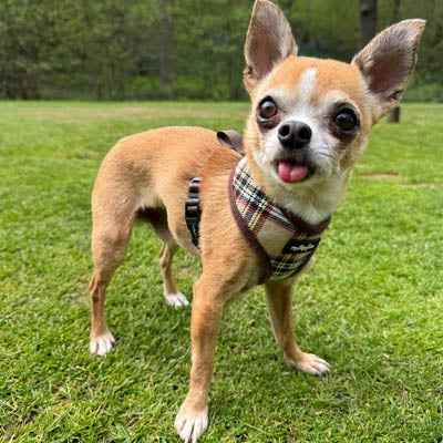 Luxury Brown Tartan Harness by My Pup and Me - Pet Supplier Store