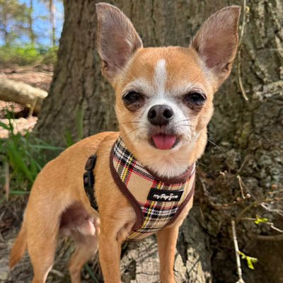 Luxury Brown Tartan Harness by My Pup and Me - Pet Supplier Store