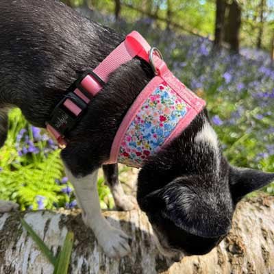 Luxury Meadow Floral Harness by My Pup and Me - Pet Supplier Store