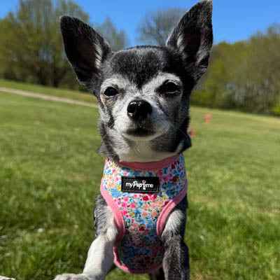 Luxury Meadow Floral Harness by My Pup and Me - Pet Supplier Store