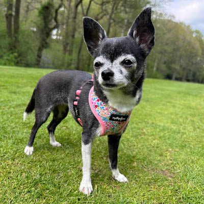 Luxury Meadow Floral Harness by My Pup and Me - Pet Supplier Store