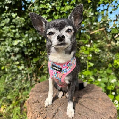 Luxury Meadow Floral Harness by My Pup and Me - Pet Supplier Store