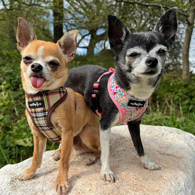 Luxury Meadow Floral Harness by My Pup and Me - Pet Supplier Store