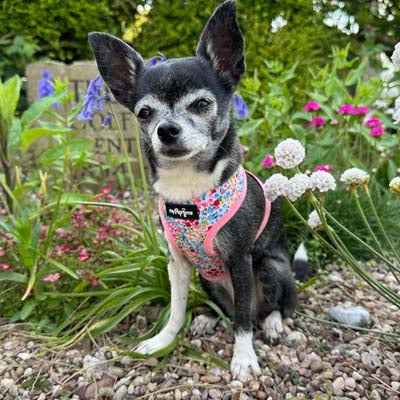 Luxury Meadow Floral Harness by My Pup and Me - Pet Supplier Store