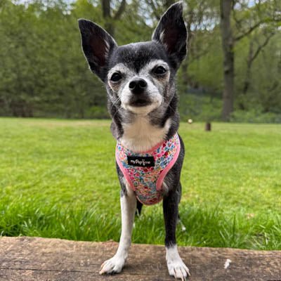Luxury Meadow Floral Harness by My Pup and Me - Pet Supplier Store