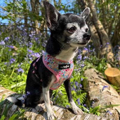 Luxury Meadow Floral Harness by My Pup and Me - Pet Supplier Store