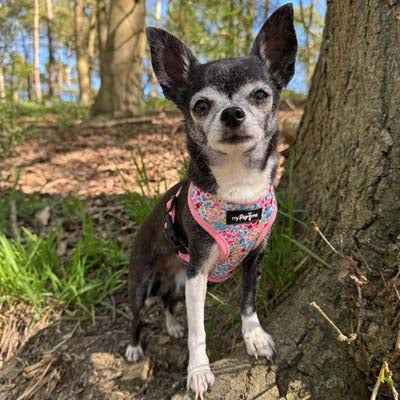 Luxury Meadow Floral Harness by My Pup and Me - Pet Supplier Store