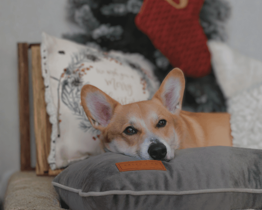 Luxury Memory Foam Crate Bed With Removable Covers | Grey - Pet Supplier Store
