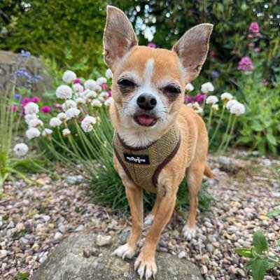 Luxury Tweed Harness by My Pup and Me - Pet Supplier Store