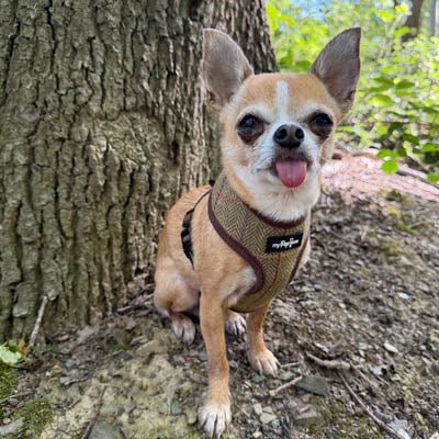 Luxury Tweed Harness by My Pup and Me - Pet Supplier Store