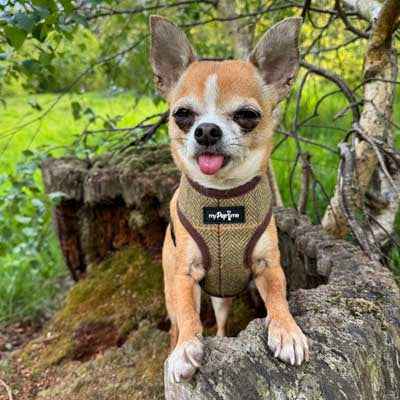 Luxury Tweed Harness by My Pup and Me - Pet Supplier Store