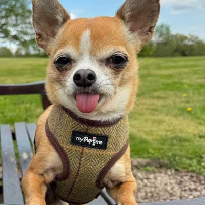 Luxury Tweed Harness by My Pup and Me - Pet Supplier Store
