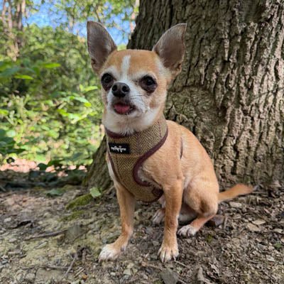 Luxury Tweed Harness by My Pup and Me - Pet Supplier Store