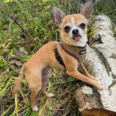 Luxury Tweed Harness by My Pup and Me - Pet Supplier Store
