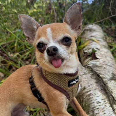 Luxury Tweed Harness by My Pup and Me - Pet Supplier Store