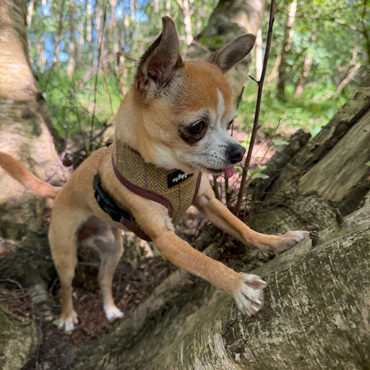 Luxury Tweed Harness by My Pup and Me - Pet Supplier Store