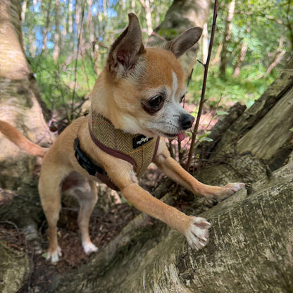 Luxury Tweed Harness by My Pup and Me - Pet Supplier Store