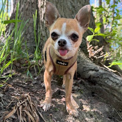 Luxury Tweed Harness by My Pup and Me - Pet Supplier Store