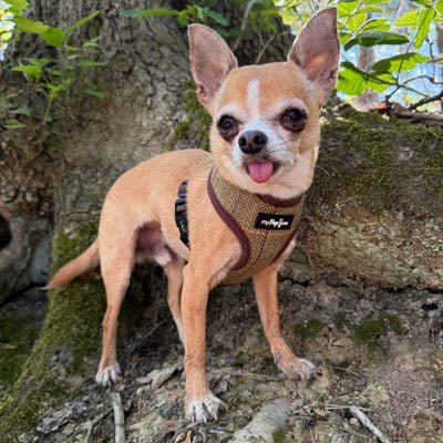 Luxury Tweed Harness by My Pup and Me - Pet Supplier Store