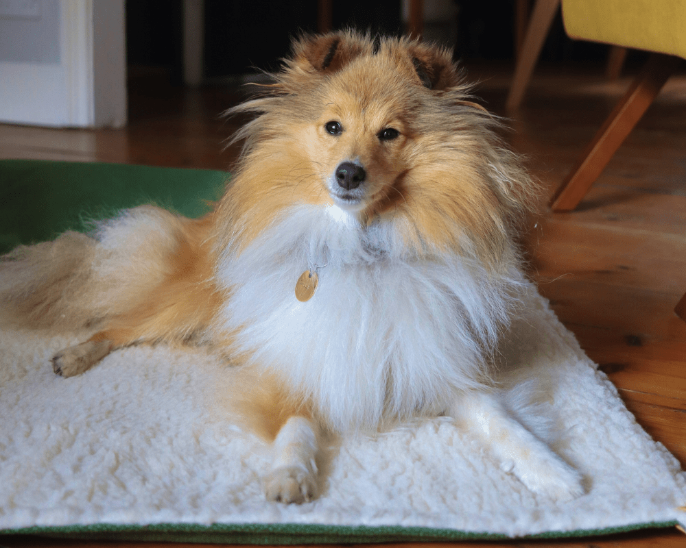 Luxury Washable Green Dog Blanket | Richmond - Pet Supplier Store
