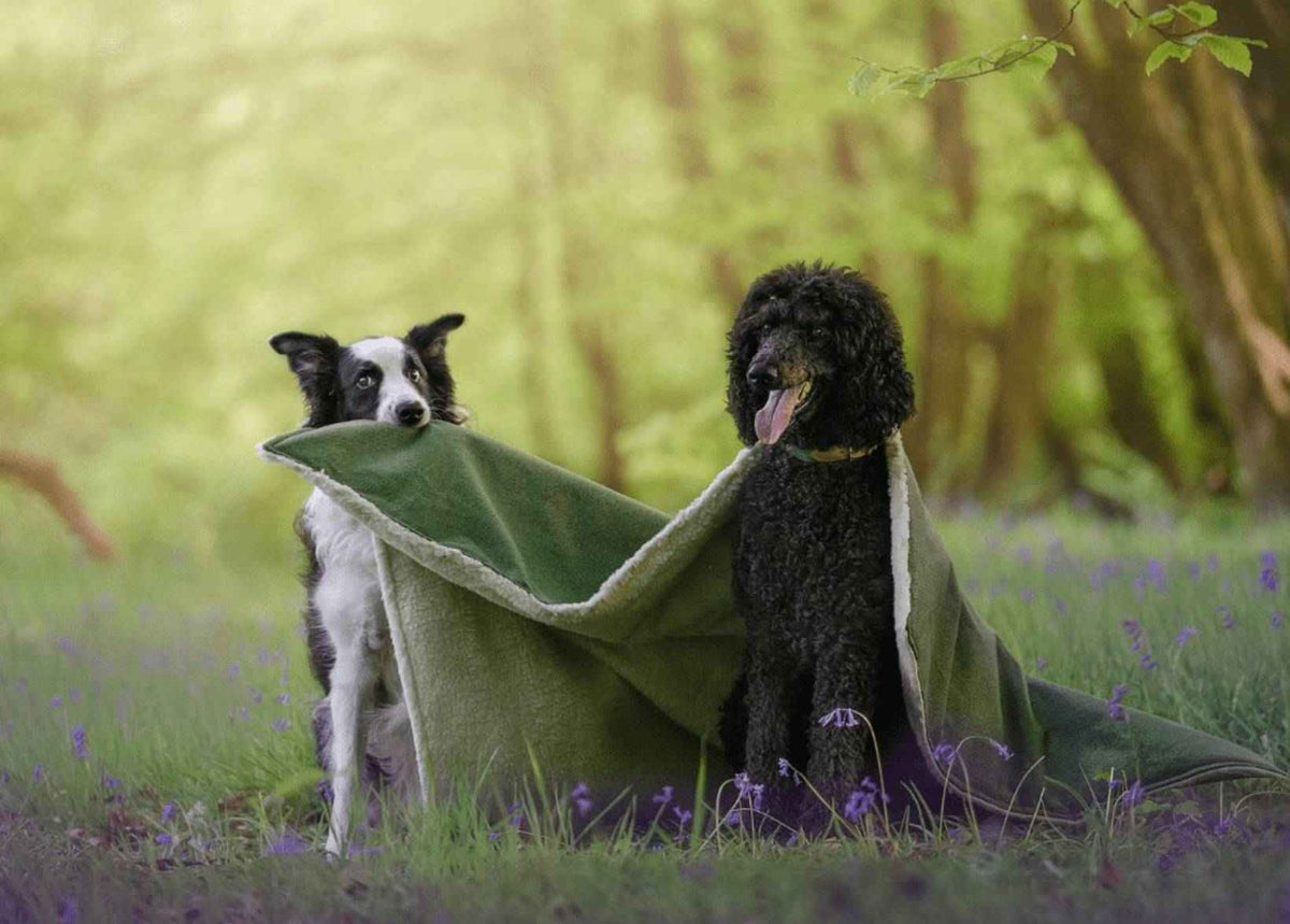 Luxury Washable Green Dog Blanket | Richmond - Pet Supplier Store