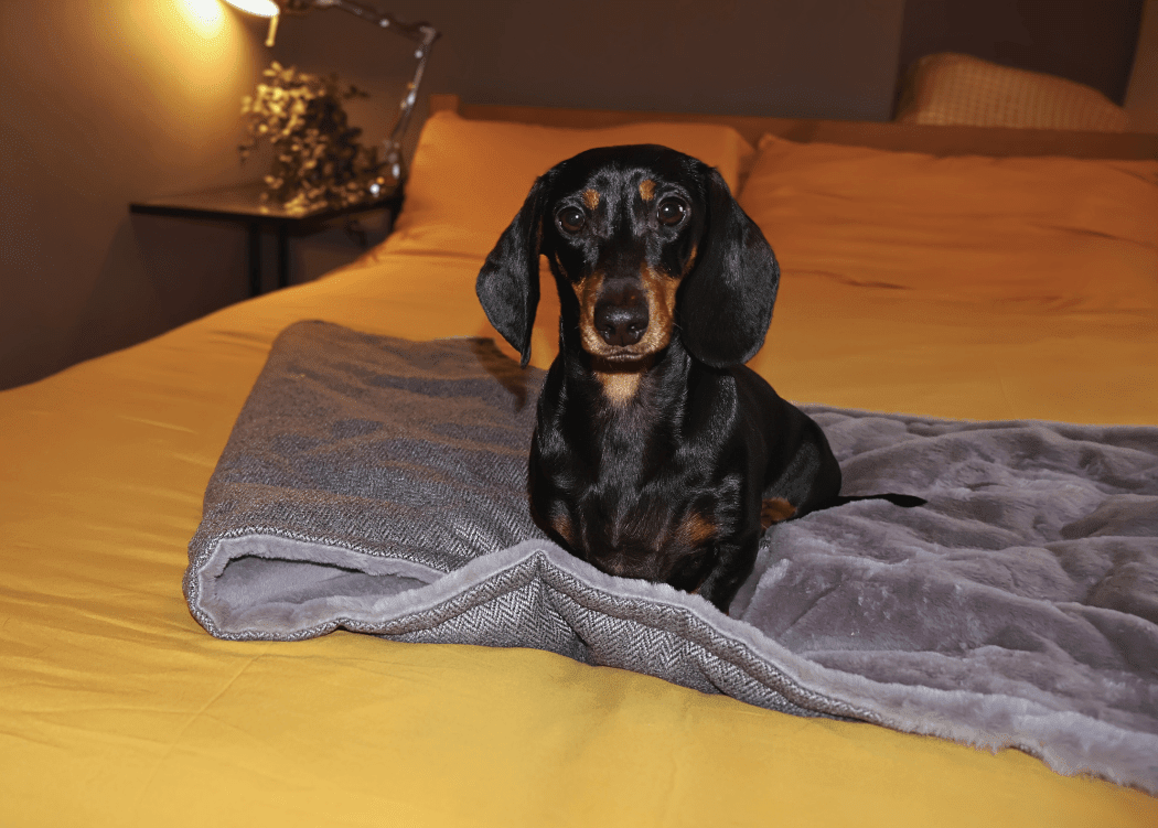 Luxury Washable Herringbone Dog Blanket | Balmoral - Pet Supplier Store